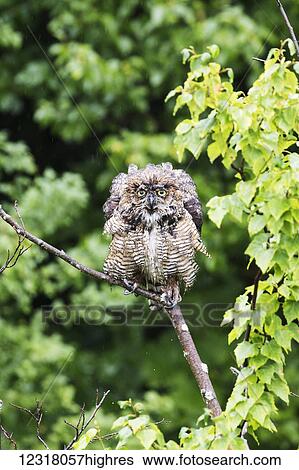 Great Horned Owl (Bubo virginianus) perched and wet from the rain falling, Potter Marsh; Anchorage, Alaska, United States of America View Large Photo Image Stock Photograph - Great Horned Owl (Bubo virginianus) perched and wet from the rain falling, Potter Marsh; Anchorage, Alaska, United States of America. Fotosearch