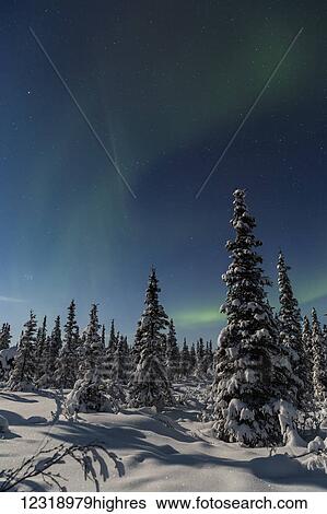 Stock Photograph - Green Aurora Borealis dances over the tops of snow covered black spruce trees, moonlight casting shadows on a clear winter night, interior Alaska; Gakona, Alaska, United States of America. Fotosearch
