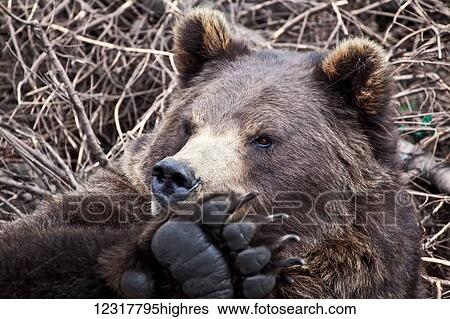 Stock Photograph - Grizzly bear resting among broken tree branches, Sitka, Southeast Alaska, USA. Fotosearch