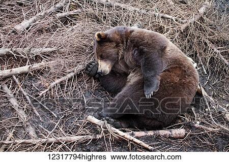 Stock Photograph - Grizzly bear sleeping among broken tree branches, Sitka, Southeast Alaska, USA. Fotosearch