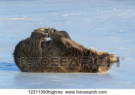 Stock Photograph - Grizzly bear (Ursus arctos horribilis) rolling on a frozen pond, captive in Alaska Wildlife Conservation Center, South-central Alaska; Portage, Alaska, United States of America. Fotosearch