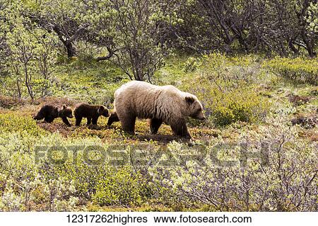 Grizzly bear (ursus arctos horribilis) and twin cubs, Denali National Park and Preserve; Alaska, United States of America View Large Photo Image Stock Photograph - Grizzly bear (ursus arctos horribilis) and twin cubs, Denali National Park and Preserve; Alaska, United States of America. Fotosearch