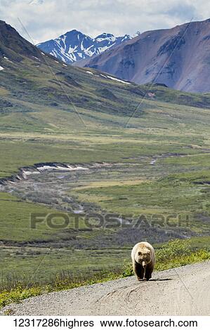 Stock Photograph - Grizzly bear (ursus arctos horribilis) walks down the Park road towards the camera, mountains and valley in the background, Denali National Park and Preserve, central Alaska; Alaska, United States of America. Fotosearch