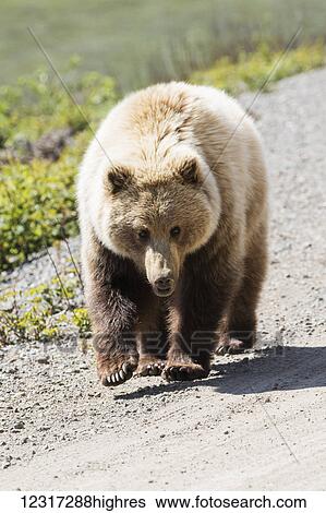 Grizzly bear (ursus arctos horribilis) walks down the Park road towards the camera, Denali National Park and Preserve, central Alaska; Alaska, United States of America View Large Photo Image Stock Photograph - Grizzly bear (ursus arctos horribilis) walks down the Park road towards the camera, Denali National Park and Preserve, central Alaska; Alaska, United States of America. Fotosearch
