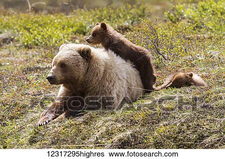 Stock Photograph - Grizzly bear (ursus arctos horribilis) and twin cubs staying close to mother for protection, Denali National Park and Preserve, South-central Alaska; Alaska, United States of America. Fotosearch