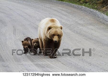 Stock Photograph - Grizzly bears (ursus arctos horribilis) walking on the Park Road, twin cubs did not venture far from their mother's protection, Denali National Park and Preserve, South-central Alaska; Alaska, United States of America. Fotosearch