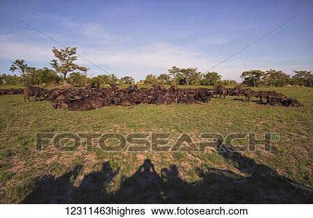 Stock Photograph - Group of tourists (shadows) photographing water buffalo (Bubalus bubalis) in the Sabi Sand Game Reserve; South Africa. Fotosearch