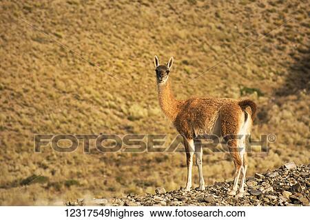 Stock Photograph - Guanaco (Lama guanicoe) in the dry Andes of Argentina; Mendoza, Argentina. Fotosearch