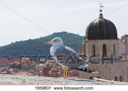 Stock Photo - Gull, Dubrovnik, Dubrovnik-Neretva, Croatia. Fotosearch