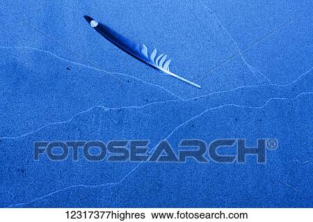 Gull feather and wave patterns in sand on beach in Zippel Bay State Park on Lake of the Woods near Baudette; Minnesota, United States of America View Large Photo Image Stock Photograph - Gull feather and wave patterns in sand on beach in Zippel Bay State Park on Lake of the Woods near Baudette; Minnesota, United States of America. Fotosearch