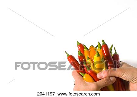 Hands Holding A Bunch Of Hot Peppers On A White Background View Large Photo Image Stock Photo - Hands Holding A Bunch Of Hot Peppers On A White Background. Fotosearch