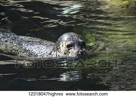 Harbor seal (Phoca vitulina) swimming; Alaska, United States of America View Large Photo Image Stock Photograph - Harbor seal (Phoca vitulina) swimming; Alaska, United States of America. Fotosearch