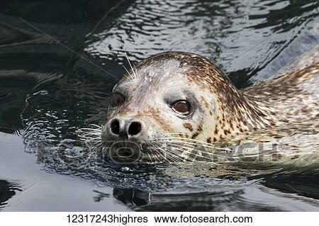 Stock Photograph - Harbour seal (Phoca vitulina) looking at the camera; Alaska, United States of America. Fotosearch