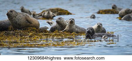 Harbour seal (Phoca vitulina), Geographical Bay; Alaska, United States of America View Large Photo Image Stock Photograph - Harbour seal (Phoca vitulina), Geographical Bay; Alaska, United States of America. Fotosearch