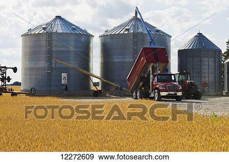 Stock Photo - Harvested barley is augered into a grain bin, wheat field in the foreground, near Dugald; Manitoba, Canada. Fotosearch