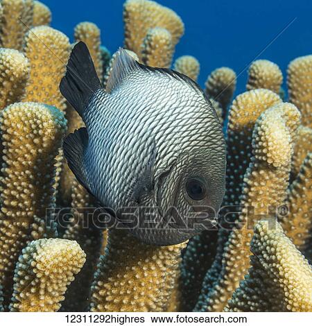Stock Photograph - Hawaiian Dascyllus (Dascyllus albisella), a Hawaiian endemic fish species, next to antler coral (Pocillopora eydouxi) photographed while diving the Kona coast; Kona, Island of Hawaii, Hawaii, United States of America. Fotosearch