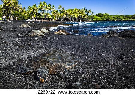 Stock Image - Hawaiian Green Sea Turtle (Chelonia mydas) at Punaluu Black Sand Beach, with several turtles and tourists in the background; Island of Hawaii, Hawaii, United States of America. Fotosearch