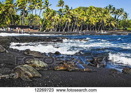 Hawaiian Green Sea Turtle (Chelonia mydas) at Punaluu Black Sand Beach, with several turtles and tourists in the background; Island of Hawaii, Hawaii, United States of America View Large Photo Image Stock Image - Hawaiian Green Sea Turtle (Chelonia mydas) at Punaluu Black Sand Beach, with several turtles and tourists in the background; Island of Hawaii, Hawaii, United States of America. Fotosearch