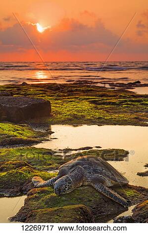 Hawaiian Green Sea Turtle (Chelonia mydas) resting at sunset in tide pool, Kaloko-Honokohau National Historical Park; Island of Hawaii, Hawaii, United States of America View Large Photo Image Stock Photo - Hawaiian Green Sea Turtle (Chelonia mydas) resting at sunset in tide pool, Kaloko-Honokohau National Historical Park; Island of Hawaii, Hawaii, United States of America. Fotosearch