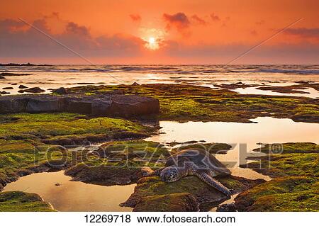 Stock Photo - Hawaiian Green Sea Turtle (Chelonia mydas) resting at sunset in tide pool, Kaloko-Honokohau National Historical Park; Island of Hawaii, Hawaii, United States of America. Fotosearch
