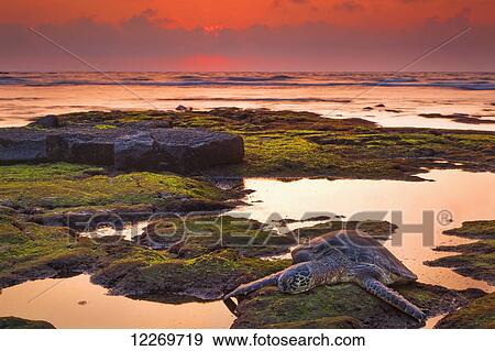 Stock Photo - Hawaiian Green Sea Turtle (Chelonia mydas) resting at sunset in tide pool, Kaloko-Honokohau National Historical Park; Island of Hawaii, Hawaii, United States of America. Fotosearch
