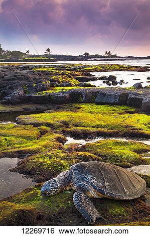 Hawaiian Green Sea Turtle (Chelonia mydas) resting at sunset in tide pool, Kaloko-Honokohau National Historical Park; Island of Hawaii, Hawaii, United States of America View Large Photo Image Stock Photograph - Hawaiian Green Sea Turtle (Chelonia mydas) resting at sunset in tide pool, Kaloko-Honokohau National Historical Park; Island of Hawaii, Hawaii, United States of America. Fotosearch