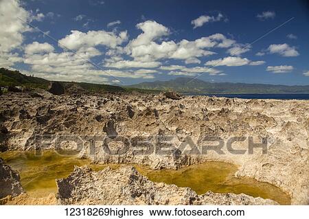 Stock Photograph - Hawaiian reef; Oahu, Hawaii, United States of America. Fotosearch