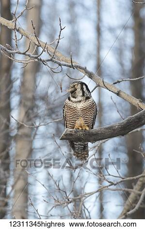 Hawk Owl (Surnia ulula) hunting for vole near the Anchorage Airport in winter, south-central Alaska; Alaska, United States of America View Large Photo Image Stock Photograph - Hawk Owl (Surnia ulula) hunting for vole near the Anchorage Airport in winter, south-central Alaska; Alaska, United States of America. Fotosearch