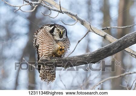 Hawk Owl (Surnia ulula) hunting for vole near the Anchorage Airport in winter, south-central Alaska; Alaska, United States of America View Large Photo Image Stock Photograph - Hawk Owl (Surnia ulula) hunting for vole near the Anchorage Airport in winter, south-central Alaska; Alaska, United States of America. Fotosearch