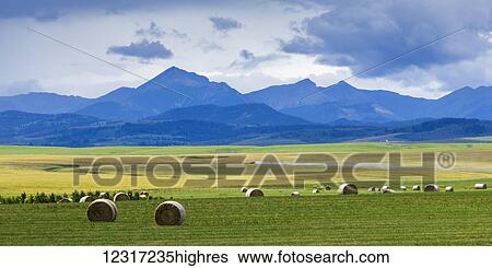 Stock Photograph - Hay bales in farm fields with foothills and Canadian rockies in the distance; Pincher Creek, Alberta, Canada. Fotosearch
