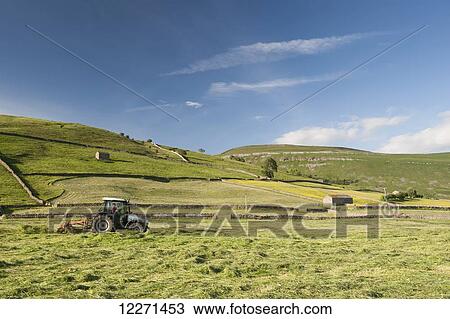 Stock Image - Haymaking in a traditional upland Dales hay meadow; Muker, North Yorkshire, England. Fotosearch