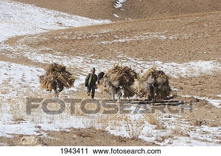 Hazara Farmers & Donkeys Laden With Brushwood Along The Shahidan Pass In Winter, Bamian Province, Afghanistan View Large Photo Image Stock Image - Hazara Farmers & Donkeys Laden With Brushwood Along The Shahidan Pass In Winter, Bamian Province, Afghanistan. Fotosearch