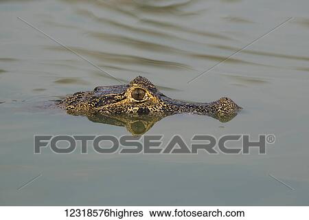 Head of Yacare Caiman (Caiman yacare) in calm river; Mato Grosso du Sol, Brazil View Large Photo Image Stock Photograph - Head of Yacare Caiman (Caiman yacare) in calm river; Mato Grosso du Sol, Brazil. Fotosearch