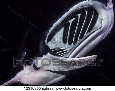 Stock Photograph - Head-on view of a Coastal Manta Ray (Manta alfredi) taken underwater while scuba diving the Kona coast at night; Kona, Island of Hawaii, Hawaii, United States of America. Fotosearch