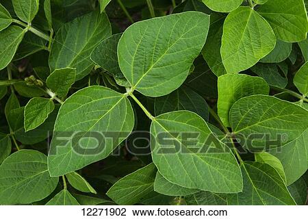 Healthy mid-growth soybean foliage showing no insect damage; Iowa, United States of America View Large Photo Image Stock Image - Healthy mid-growth soybean foliage showing no insect damage; Iowa, United States of America. Fotosearch