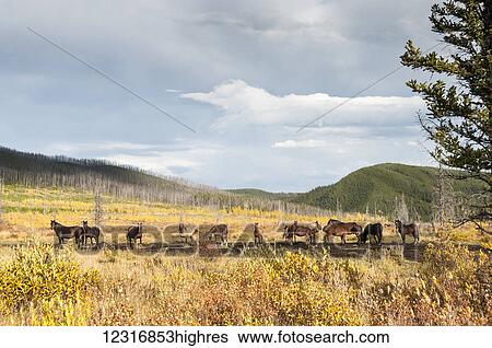 Stock Photograph - Herd of wild horses; Sundre, Alberta, Canada. Fotosearch