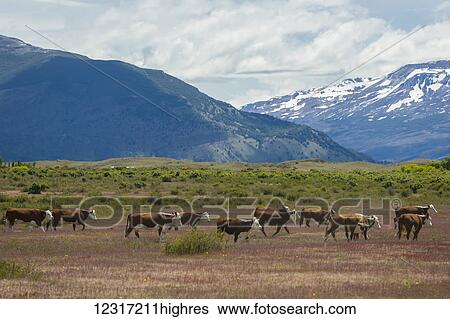 Stock Photograph - Hereford cattle graze on pampas in Argentine Patagonia; El Calafate, Santa Cruz Province, Argentina. Fotosearch