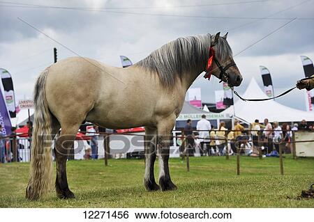 Stock Photograph - Highland pony at a show; Scotland. Fotosearch