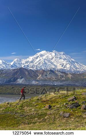 Hiker on a hillside in front of Mt. McKinley and Muldrow Glacier, Denali National Park, Interior Alaska, summer View Large Photo Image Picture - Hiker on a hillside in front of Mt. McKinley and Muldrow Glacier, Denali National Park, Interior Alaska, summer. Fotosearch