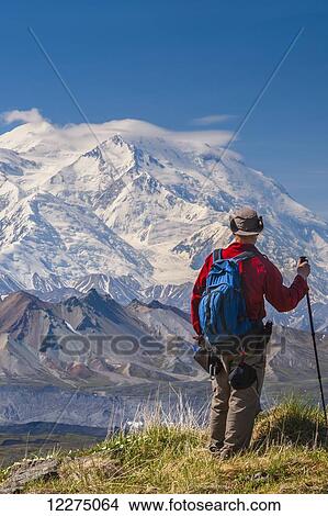 Picture - Hiker on a hillside in front of Mt. McKinley and Muldrow Glacier, Denali National Park, Interior Alaska, summer. Fotosearch