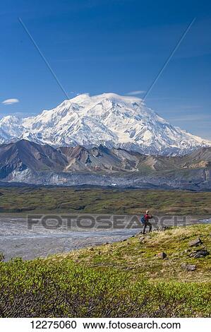 Hiker on a hillside in front of Mt. McKinley and Muldrow Glacier, Denali National Park, Interior Alaska, summer View Large Photo Image Stock Image - Hiker on a hillside in front of Mt. McKinley and Muldrow Glacier, Denali National Park, Interior Alaska, summer. Fotosearch