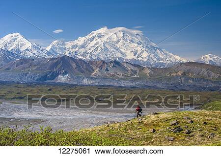 Stock Image - Hiker on a hillside in front of Mt. McKinley and Muldrow Glacier, Denali National Park, Interior Alaska, summer. Fotosearch