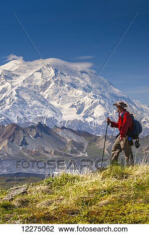 Stock Image - Hiker on a hillside in front of Mt. McKinley and Muldrow Glacier, Denali National Park, Interior Alaska, summer. Fotosearch