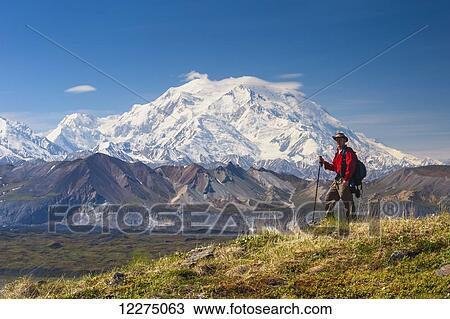 Stock Image - Hiker on a hillside in front of Mt. McKinley and Muldrow Glacier, Denali National Park, Interior Alaska, summer. Fotosearch
