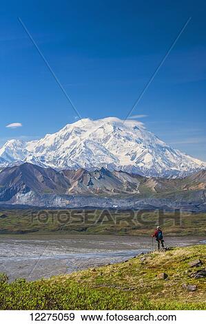Stock Photo - Hiker on a hillside in front of Mt. McKinley and Muldrow Glacier, Denali National Park, Interior Alaska, summer. Fotosearch