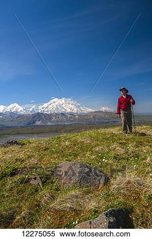 Stock Photography - Hiker on a hillside in front of Mt. McKinley and Muldrow Glacier, Denali National Park, Interior Alaska, summer. Fotosearch