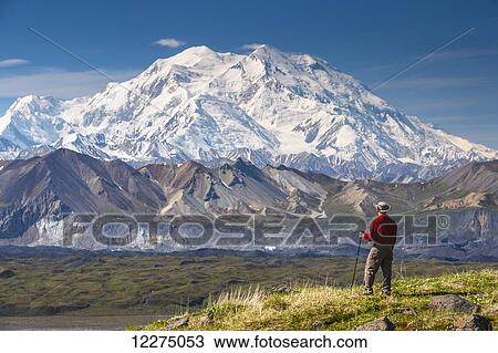 Stock Image - Hiker on hillside enjoys the view of Mt. McKinley and Muldrow Glacier, Denali National Park, Interior Alaska, summer. Fotosearch