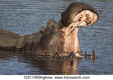 Stock Photograph - Hippopotamus (Hippopotamus amphibius) yawning; South Africa. Fotosearch