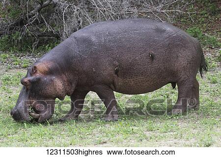 Stock Photograph - Hippopotamus (Hippopotamus amphibius); South Africa. Fotosearch