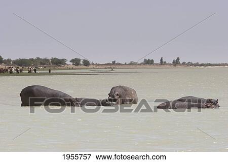 Stock Photo - Hippopotamuses (Hippopotamus Amphibius) In The Niger River Between Sebi And Niafunke, Mali. Fotosearch